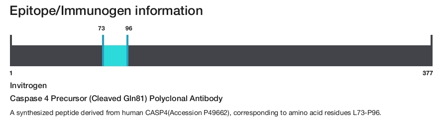Caspase 4 Precursor (Cleaved Gln81) Polyclonal Antibody