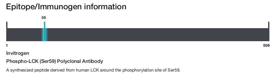 Phospho-LCK (Ser59) Polyclonal Antibody