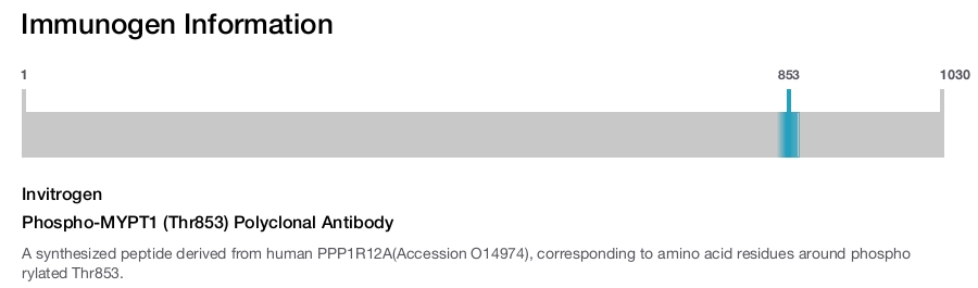 Phospho-MYPT1 (Thr853) Polyclonal Antibody