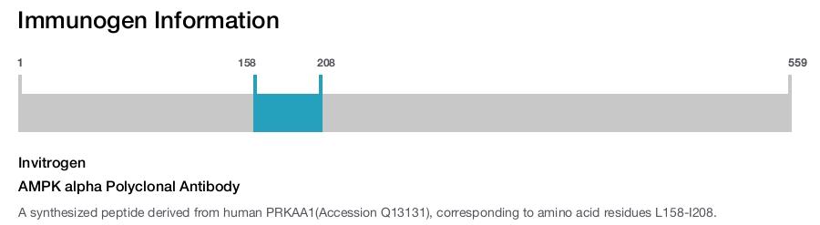AMPK alpha Polyclonal Antibody