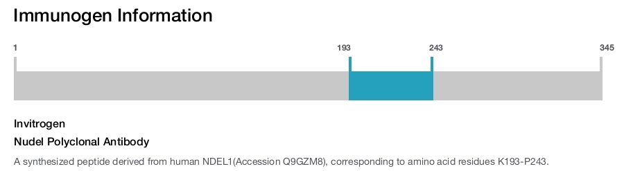 Nudel Polyclonal Antibody