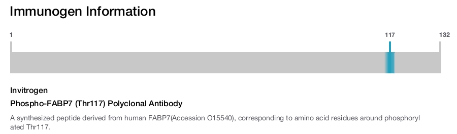Phospho-FABP7 (Thr117) Polyclonal Antibody