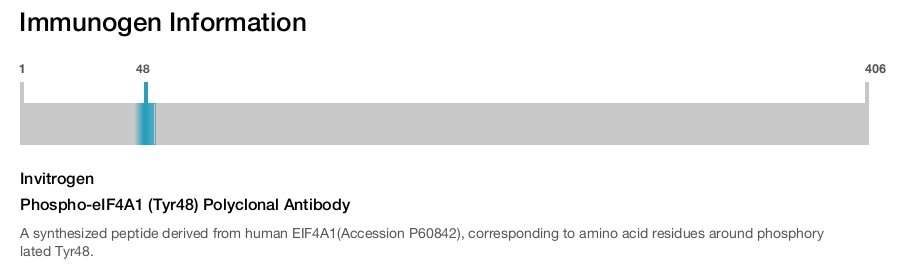 Phospho-eIF4A1 (Tyr48) Polyclonal Antibody