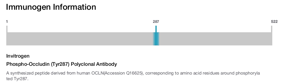 Phospho-Occludin (Tyr287) Polyclonal Antibody