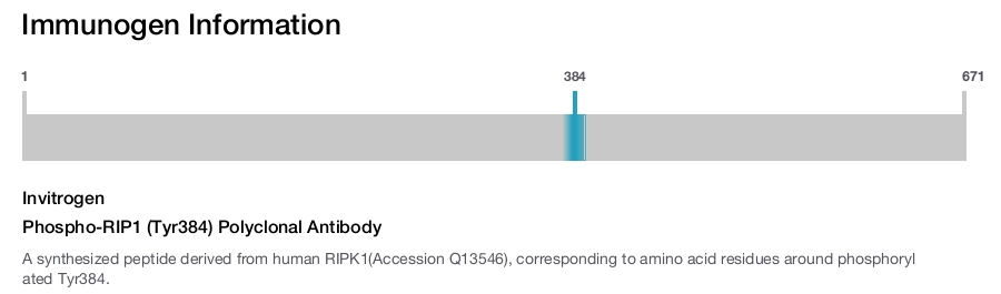 Phospho-RIP1 (Tyr384) Polyclonal Antibody