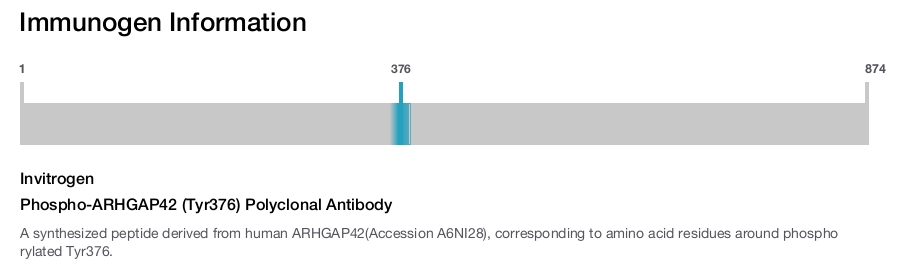 Phospho-ARHGAP42 (Tyr376) Polyclonal Antibody