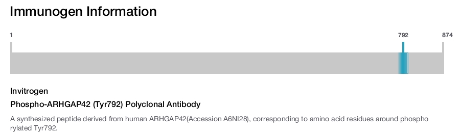 Phospho-ARHGAP42 (Tyr792) Polyclonal Antibody