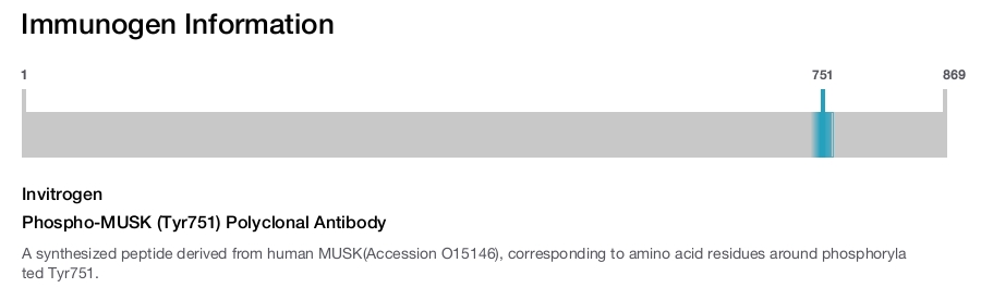 Phospho-MUSK (Tyr751) Polyclonal Antibody