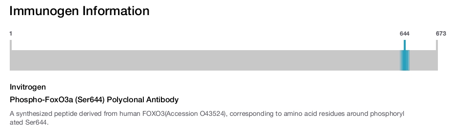 Phospho-FoxO3a (Ser644) Polyclonal Antibody