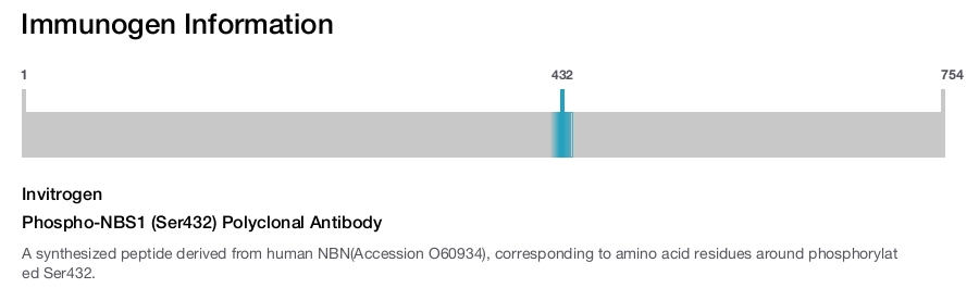Phospho-NBS1 (Ser432) Polyclonal Antibody