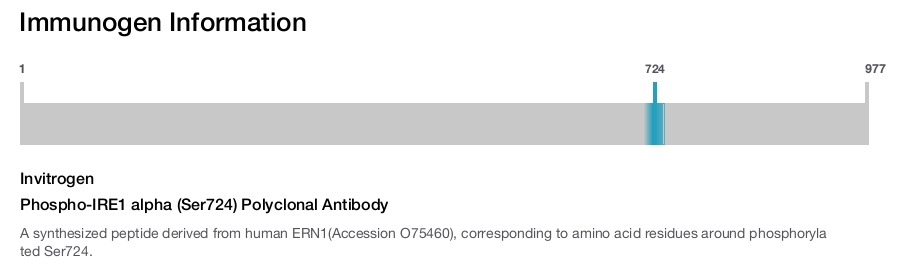 Phospho-IRE1 alpha (Ser724) Polyclonal Antibody