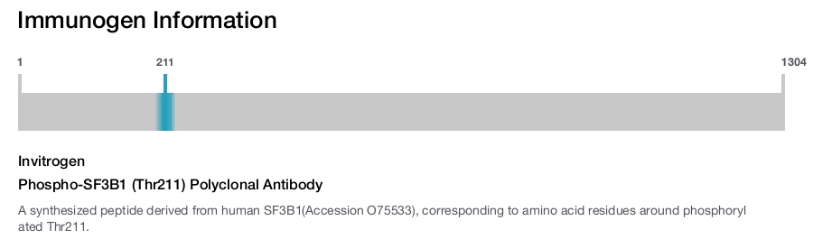 Phospho-SF3B1 (Thr211) Polyclonal Antibody
