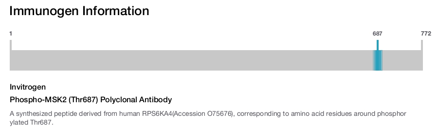 Phospho-MSK2 (Thr687) Polyclonal Antibody