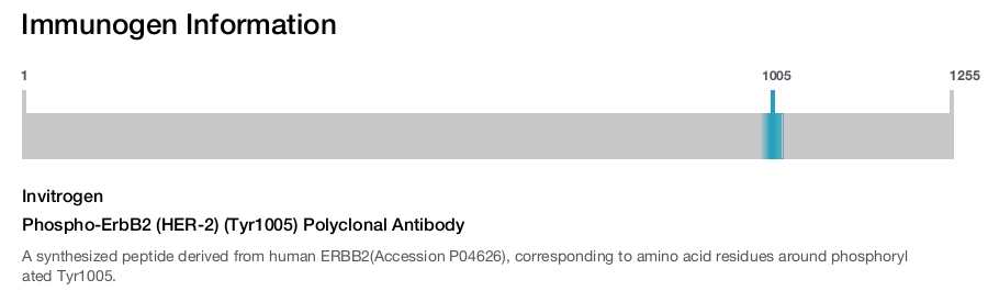 Phospho-ErbB2 (HER-2) (Tyr1005) Polyclonal Antibody