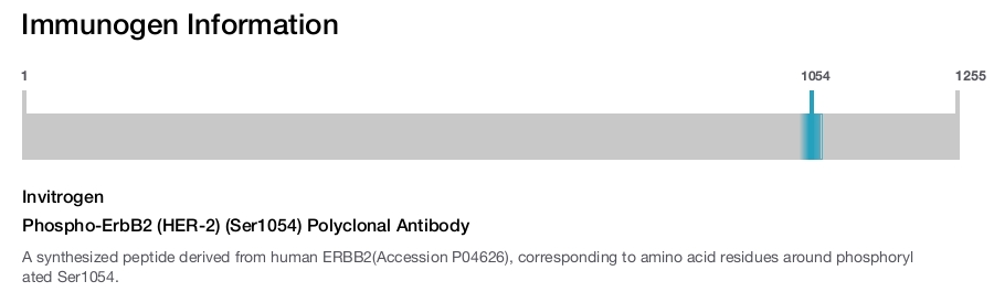 Phospho-ErbB2 (HER-2) (Ser1054) Polyclonal Antibody