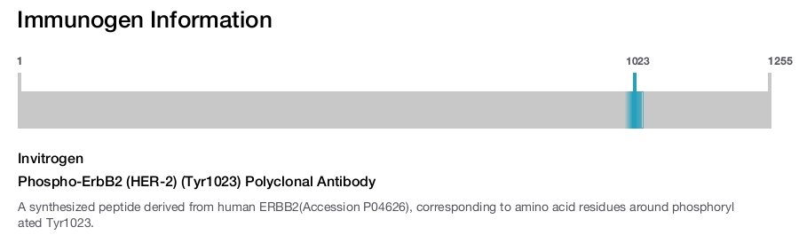Phospho-ErbB2 (HER-2) (Tyr1023) Polyclonal Antibody