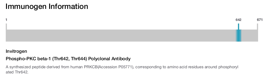 Phospho-PKC beta-1 (Thr642, Thr644) Polyclonal Antibody