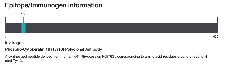 Phospho-Cytokeratin 18 (Tyr13) Polyclonal Antibody