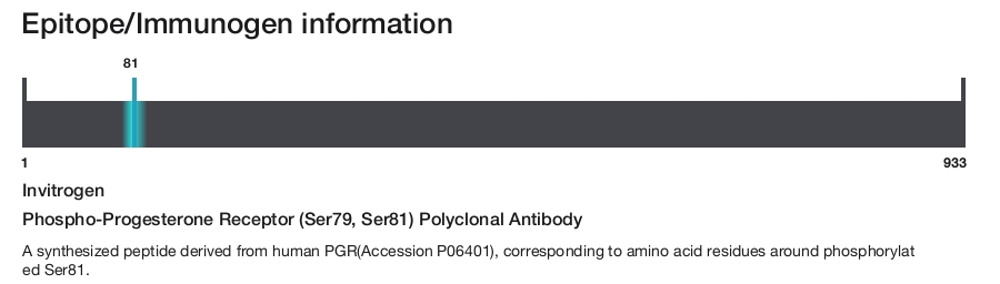 Phospho-Progesterone Receptor (Ser79, Ser81) Polyclonal Antibody