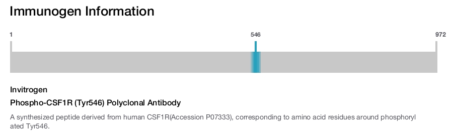 Phospho-CSF1R (Tyr546) Polyclonal Antibody