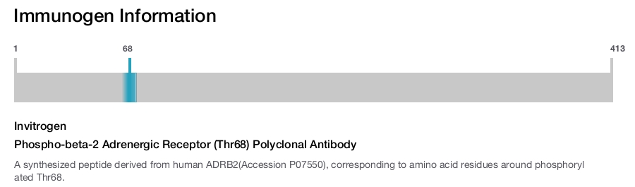 Phospho-beta-2 Adrenergic Receptor (Thr68) Polyclonal Antibody