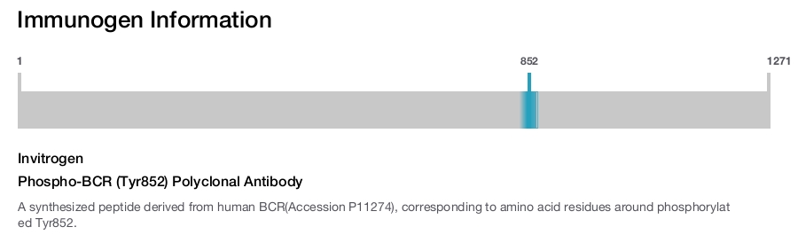Phospho-BCR (Tyr852) Polyclonal Antibody