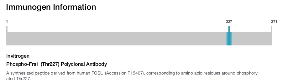 Phospho-Fra1 (Thr227) Polyclonal Antibody