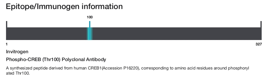 Phospho-CREB (Thr100) Polyclonal Antibody