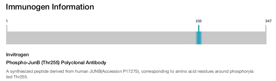 Phospho-JunB (Thr255) Polyclonal Antibody
