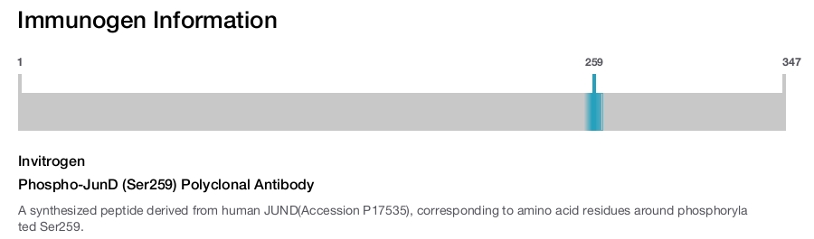 Phospho-JunD (Ser259) Polyclonal Antibody