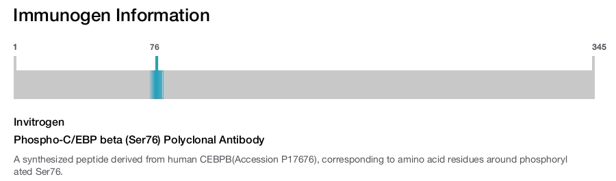 Phospho-C/EBP beta (Ser76) Polyclonal Antibody