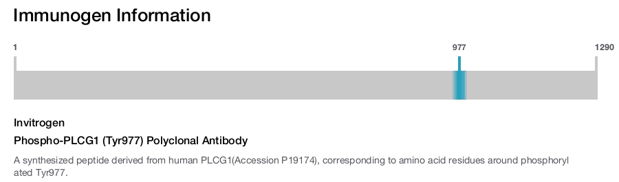 Phospho-PLCG1 (Tyr977) Polyclonal Antibody