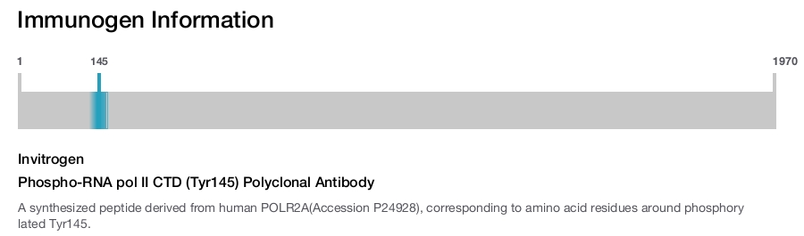Phospho-RNA pol II CTD (Tyr145) Polyclonal Antibody