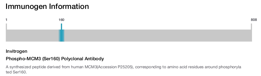 Phospho-MCM3 (Ser160) Polyclonal Antibody