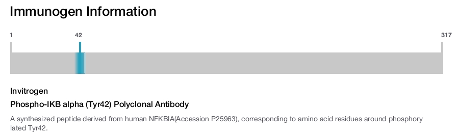Phospho-IKB alpha (Tyr42) Polyclonal Antibody