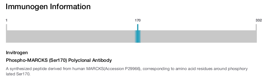 Phospho-MARCKS (Ser170) Polyclonal Antibody