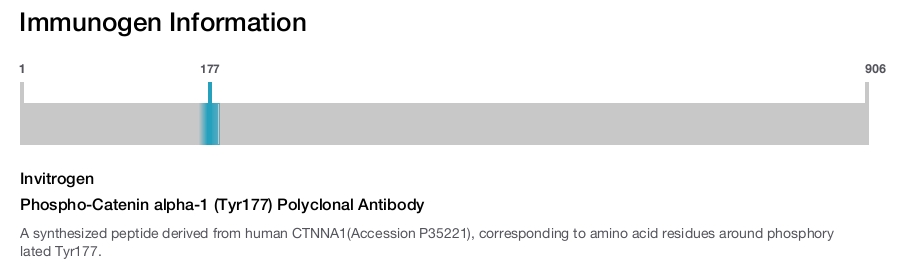 Phospho-Catenin alpha-1 (Tyr177) Polyclonal Antibody