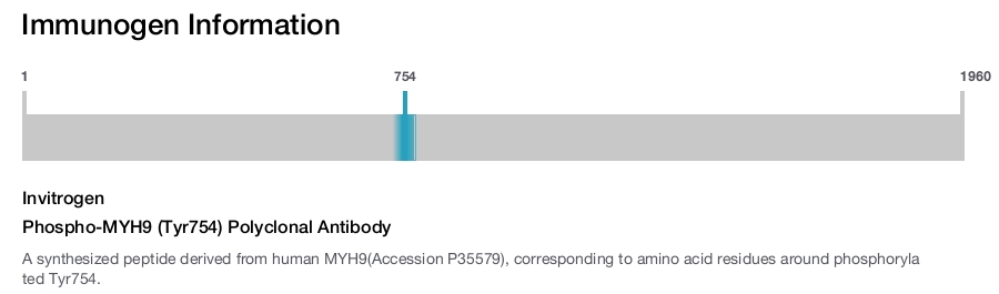 Phospho-MYH9 (Tyr754) Polyclonal Antibody