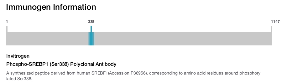 Phospho-SREBP1 (Ser338) Polyclonal Antibody