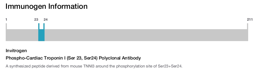 Phospho-Cardiac Troponin I (Ser 23, Ser24) Polyclonal Antibody