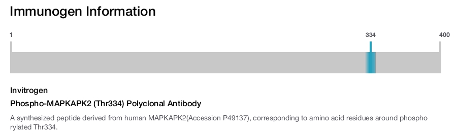 Phospho-MAPKAPK2 (Thr334) Polyclonal Antibody