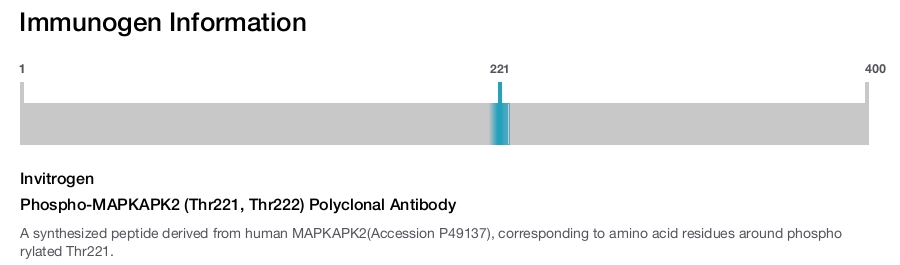 Phospho-MAPKAPK2 (Thr221, Thr222) Polyclonal Antibody