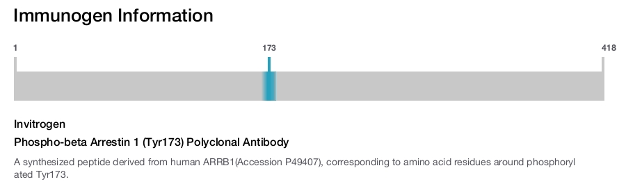 Phospho-beta Arrestin 1 (Tyr173) Polyclonal Antibody