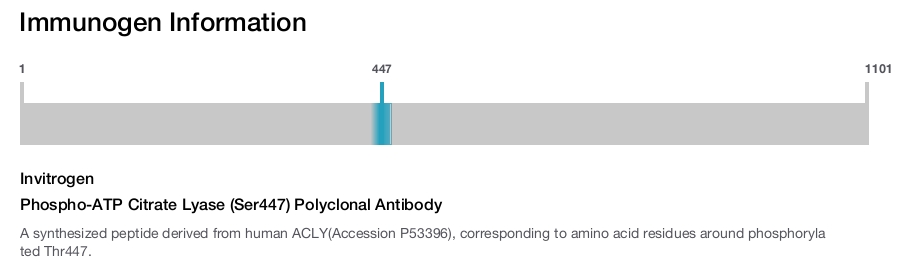 Phospho-ATP Citrate Lyase (Ser447) Polyclonal Antibody