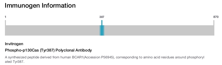 Phospho-p130Cas (Tyr387) Polyclonal Antibody