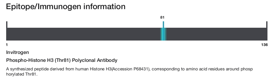 Phospho-Histone H3 (Thr81) Polyclonal Antibody