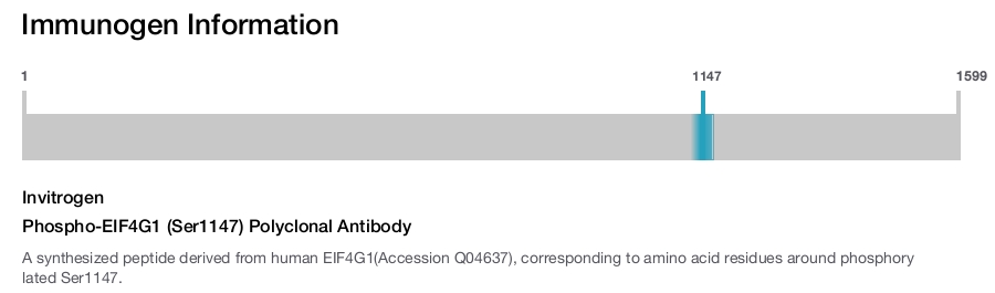 Phospho-EIF4G1 (Ser1147) Polyclonal Antibody