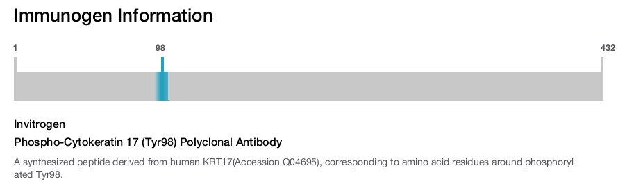 Phospho-Cytokeratin 17 (Tyr98) Polyclonal Antibody
