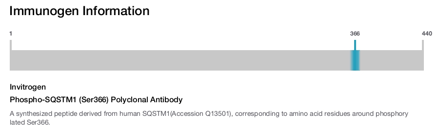 Phospho-SQSTM1 (Ser366) Polyclonal Antibody
