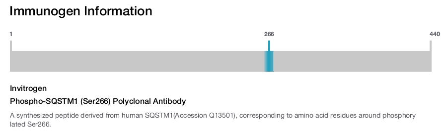 Phospho-SQSTM1 (Ser266) Polyclonal Antibody
